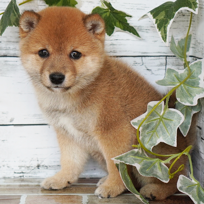 3月14日生まれの赤色の豆柴の男の子♪