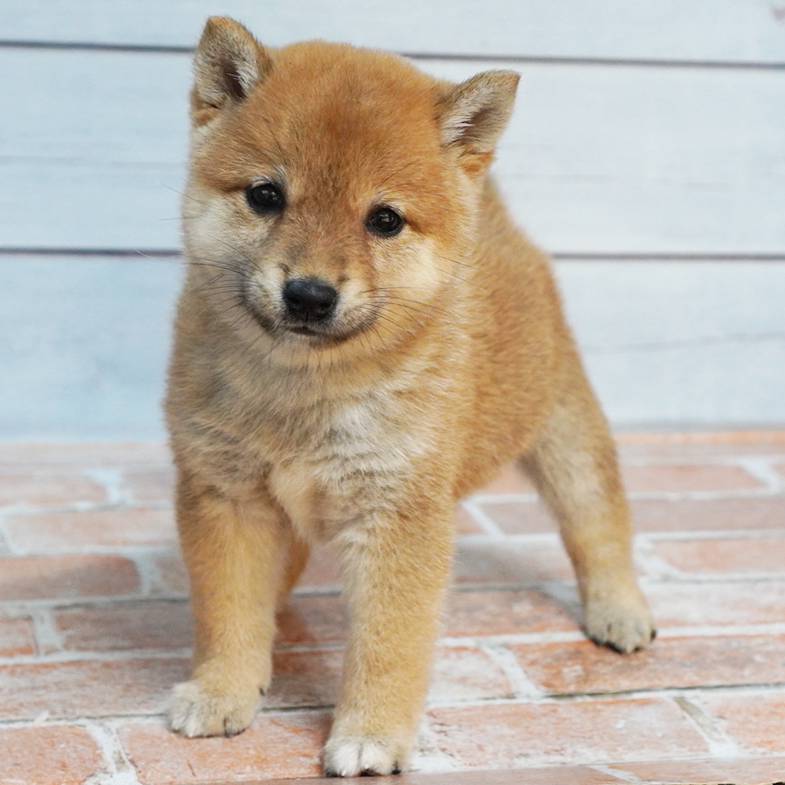 赤色の極小豆柴の男の子です