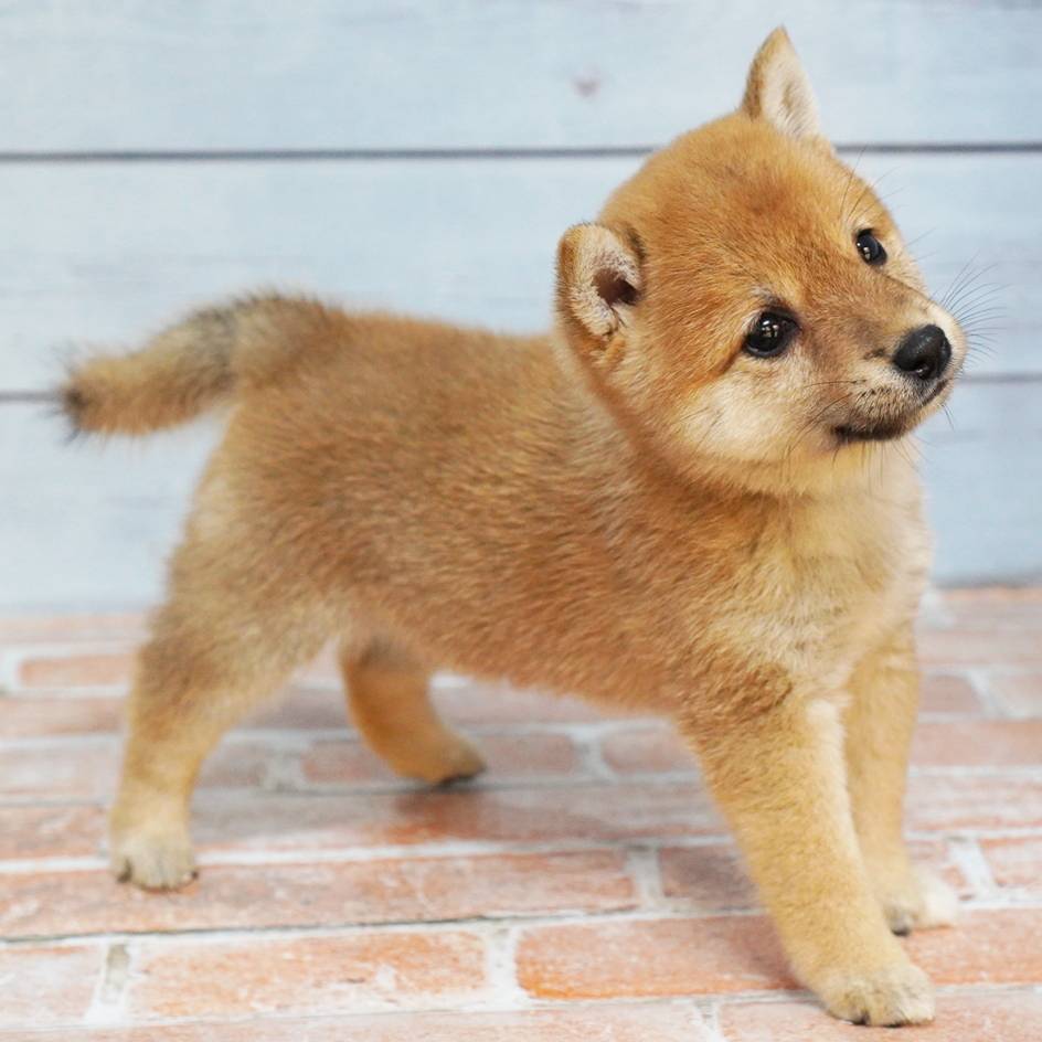 8月9日生まれの赤色の極小豆柴の男の子♪