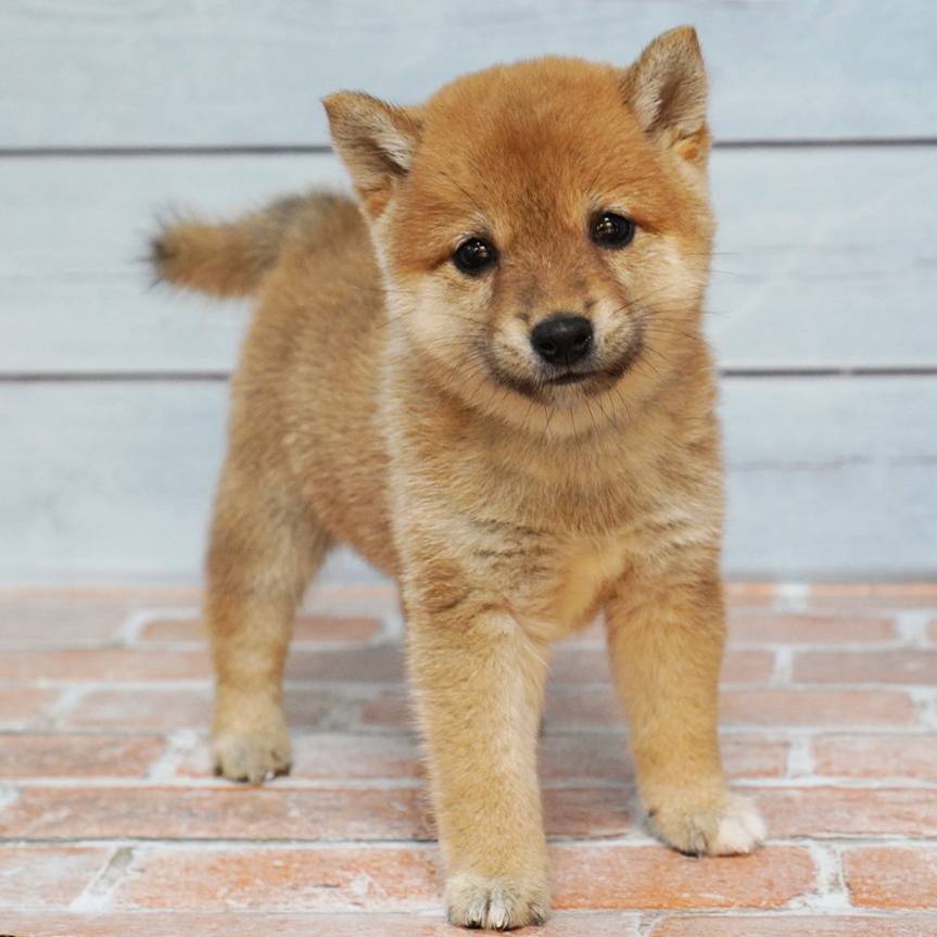 8月9日生まれの赤色の極小豆柴の男の子♪