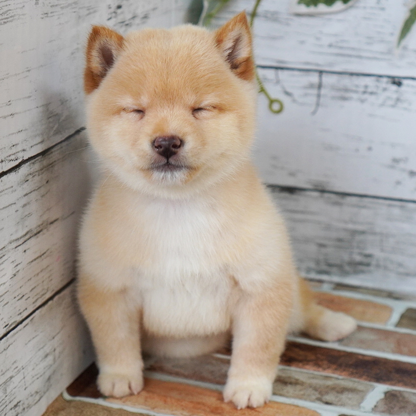 3月29日生まれの淡い赤色の極小豆柴の男の子♪