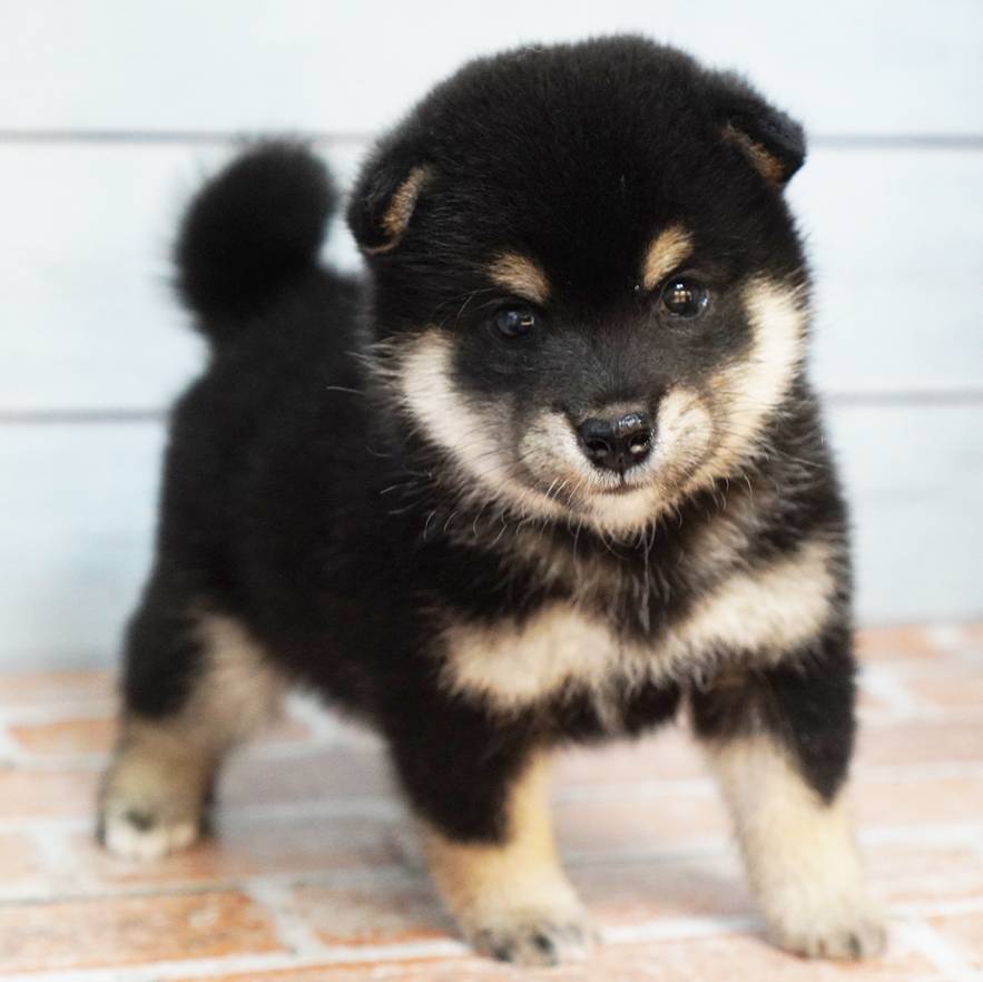 黒色の極小豆柴の男の子です