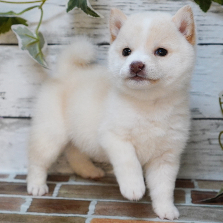10月28日生まれの白色の小さめの豆柴の男の子♪
