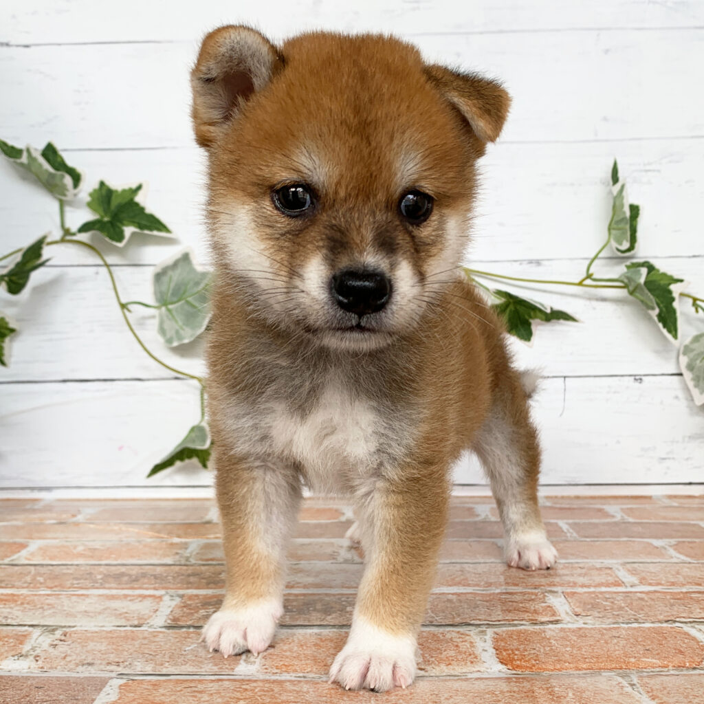 6月13日生まれの赤色の豆柴の男の子♪