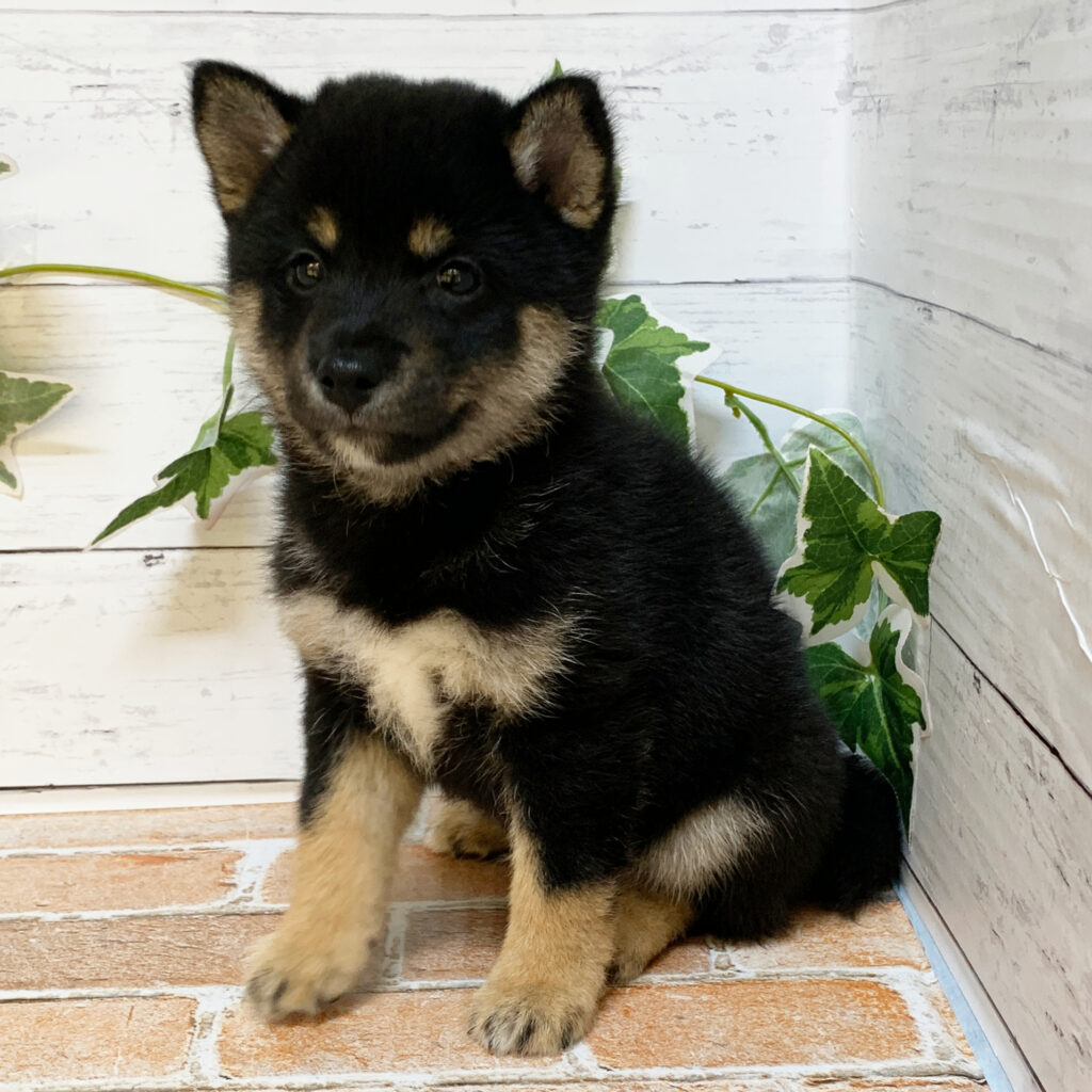 6月20日生まれの黒色の豆柴の男の子♪