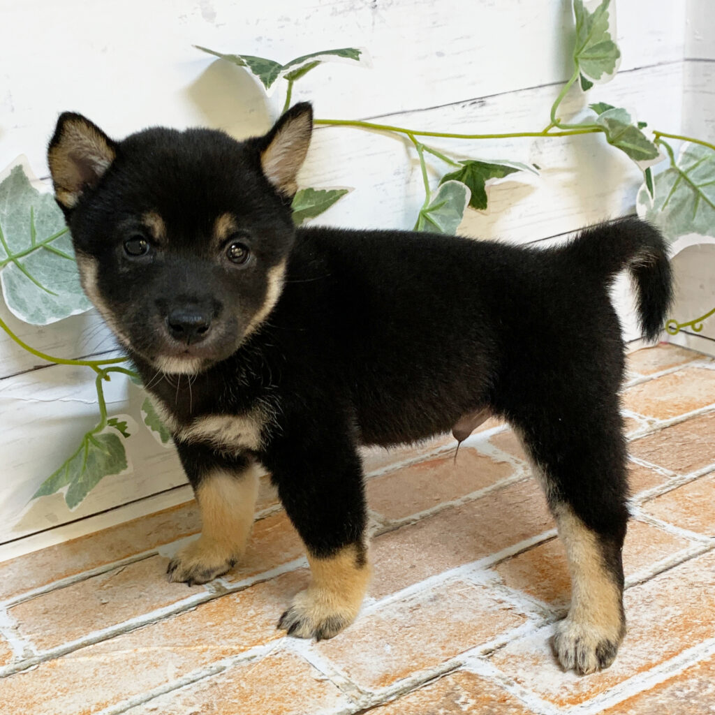 7月4日生まれの黒色の豆柴の男の子♪