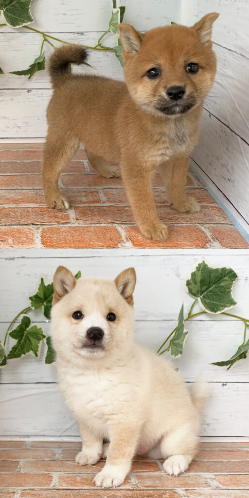 赤色と白色の豆柴の女の子の子犬の写真