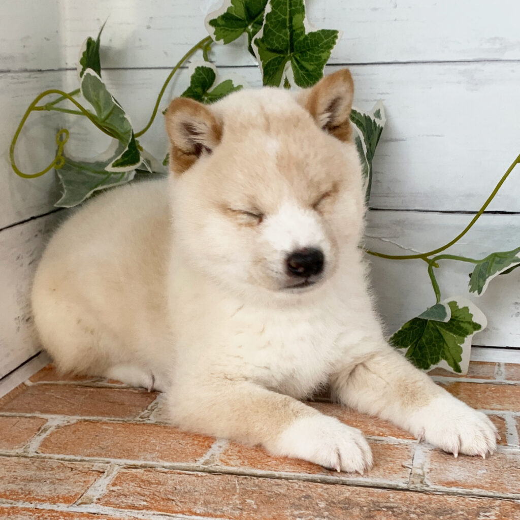 3月5日生まれの白色の豆柴の男の子♪