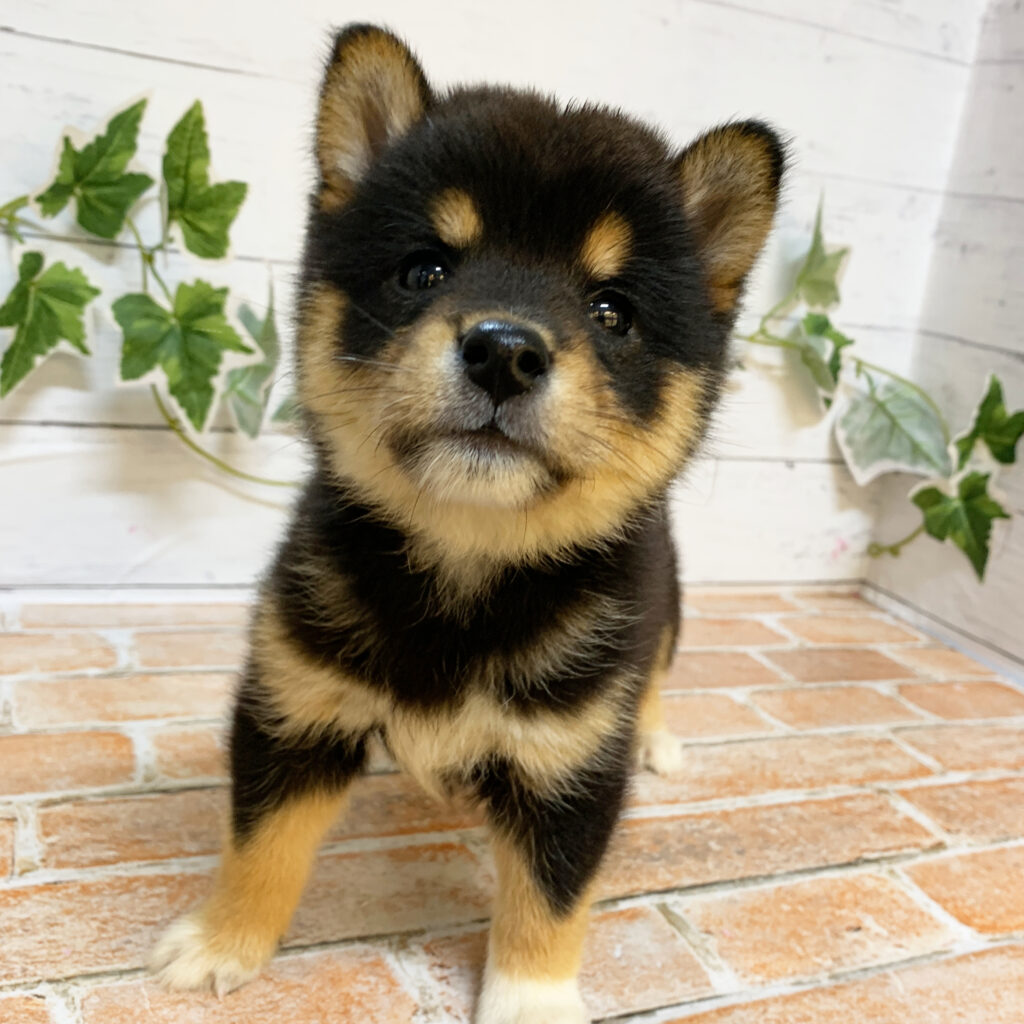 4月25日生まれの黒色の豆柴の男の子♪