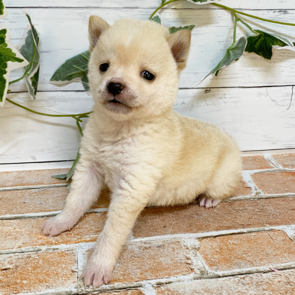 5月2日生まれの白色の小さめの豆柴の男の子♪
