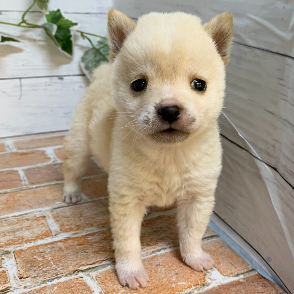 5月2日生まれの白色の小さめの豆柴の男の子♪