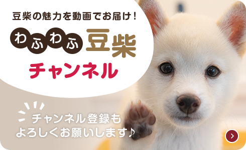 わふわふ豆柴チャンネル