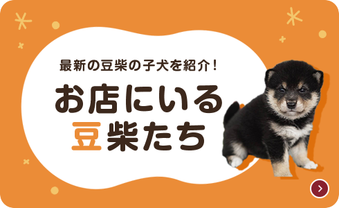 お店にいる豆柴たち