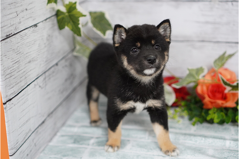 柴犬について