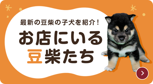お店にいる豆柴たち