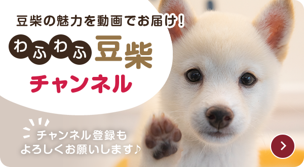 わふわふ豆柴チャンネル